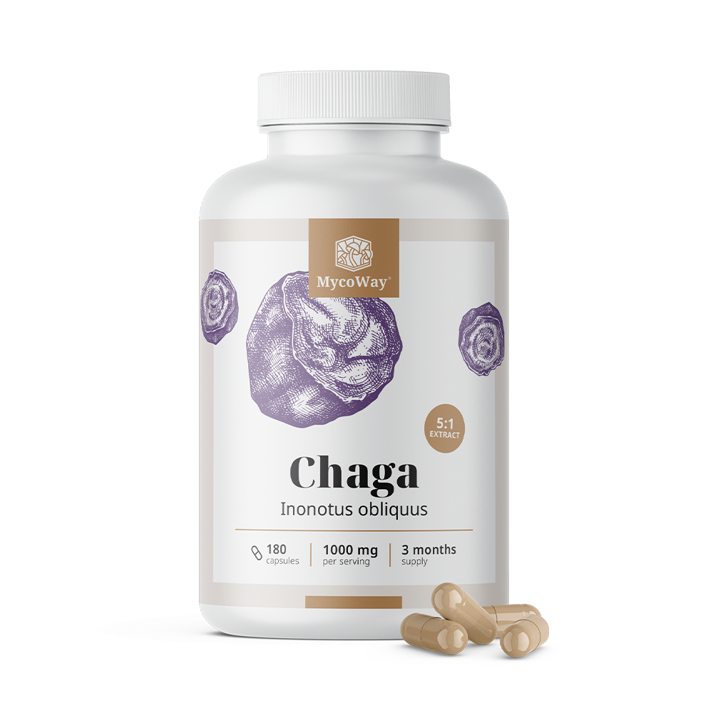 Chaga 1000 mg – extracto 5:1