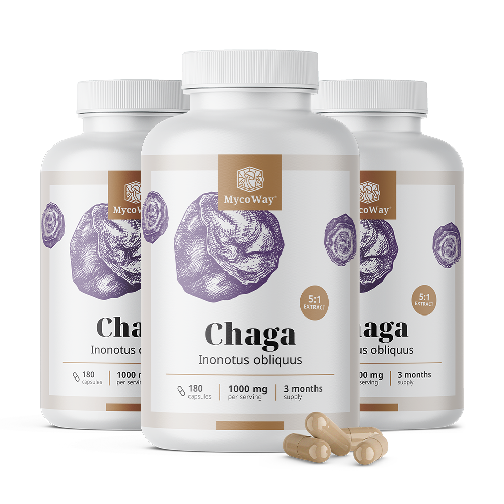 Chaga 1000 mg – izvleček 5:1